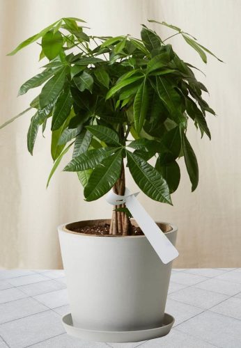 Plant Tags in A4 Sheets